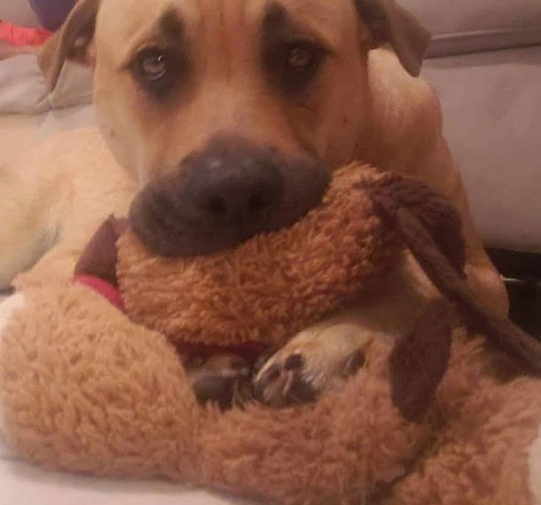 Pet Services, Pet Care Naples Pet Services Naples, Florida